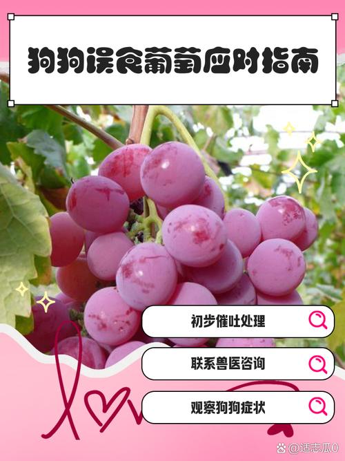 狗狗吃了一串葡萄怎么办?