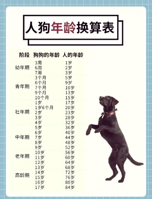 如何看狗狗的年龄