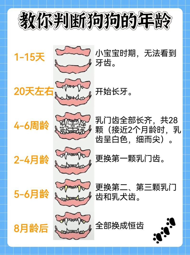 判断狗狗年龄的4种方法