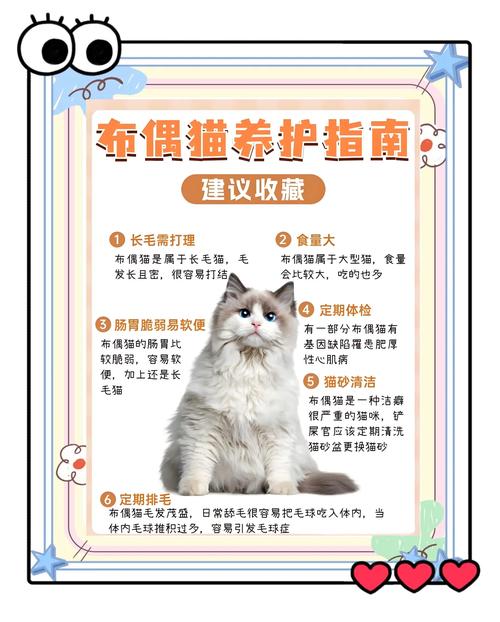 猫猫什么时候做绝育手术比较好