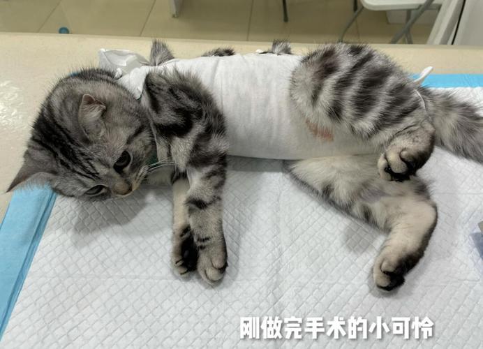猫发完情几天可以绝育