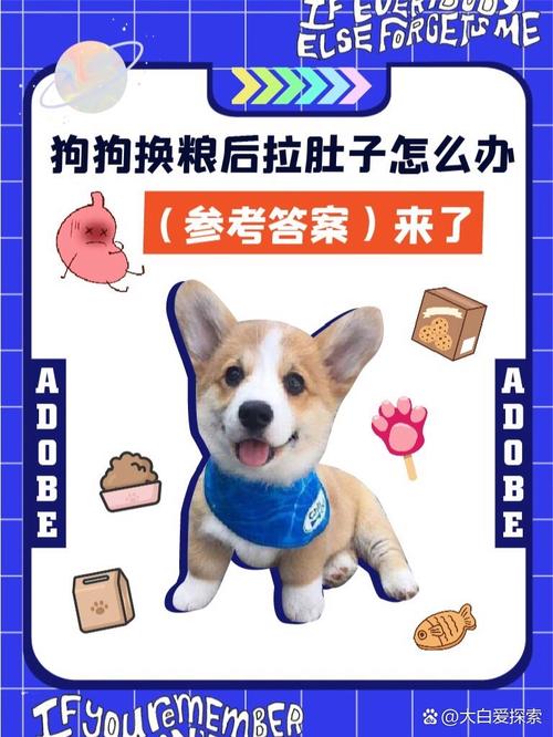 狗狗换狗粮拉肚子怎么办啊