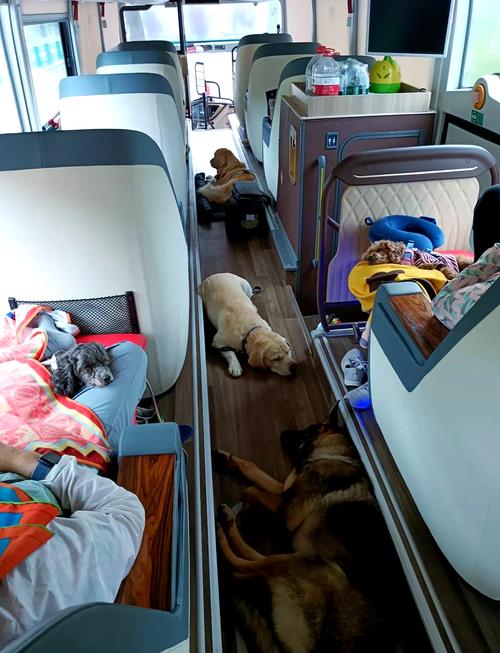 狗狗能不能带上客车