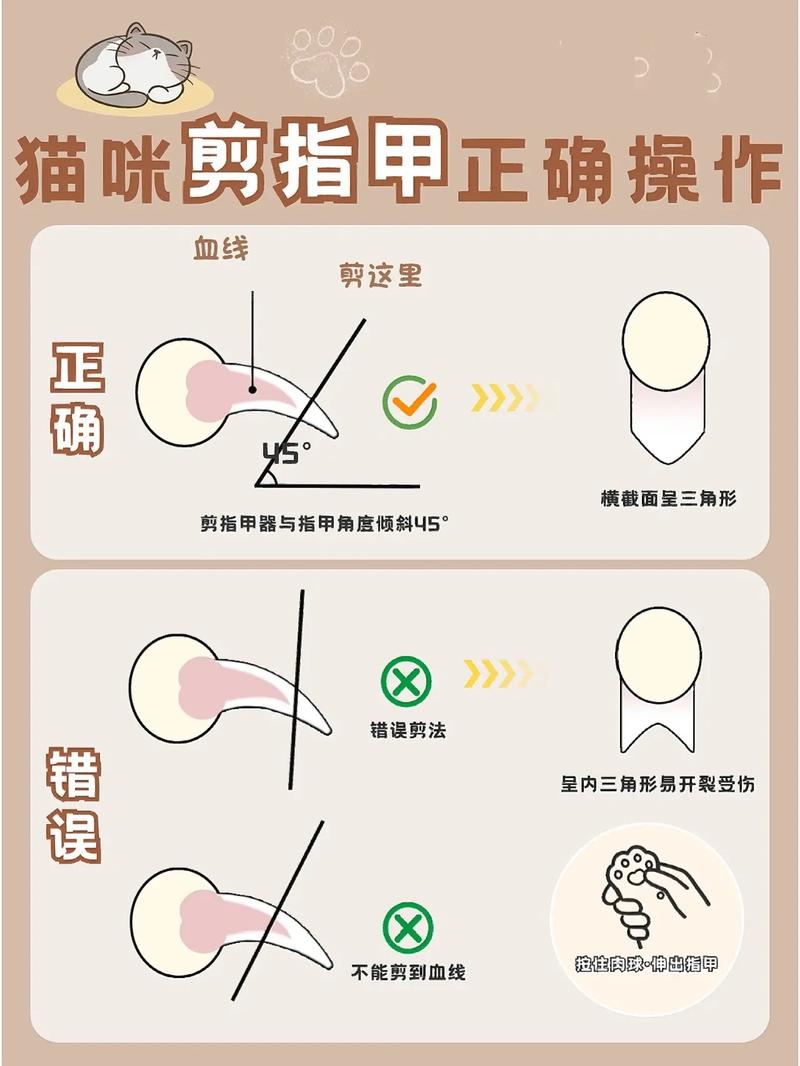 如何给猫咪剪指甲呢?