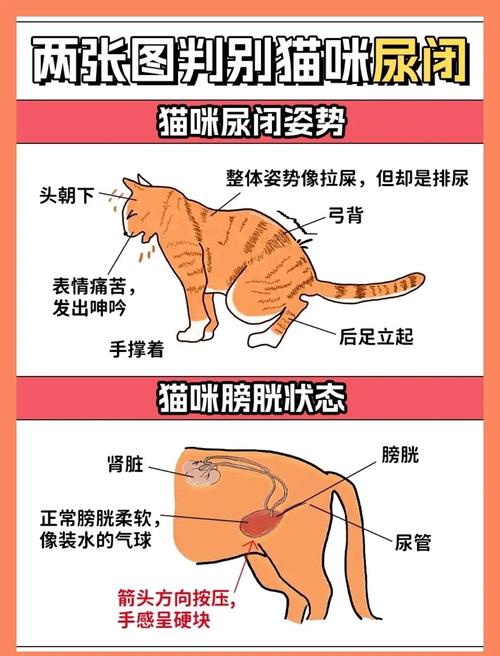 猫咪自闭症的表现有哪些?