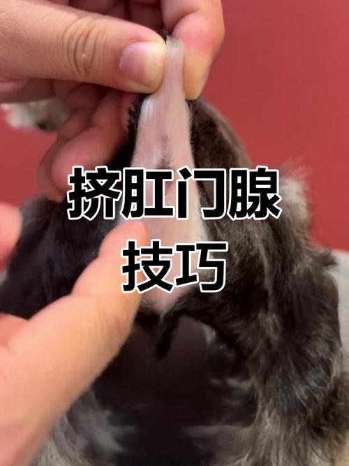猫的肛门腺怎么挤