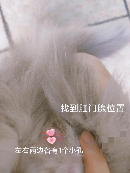 多大猫咪开始挤肛门腺?