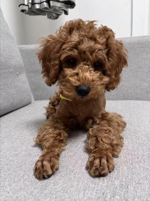 狗狗天天吃蛋黄好吗