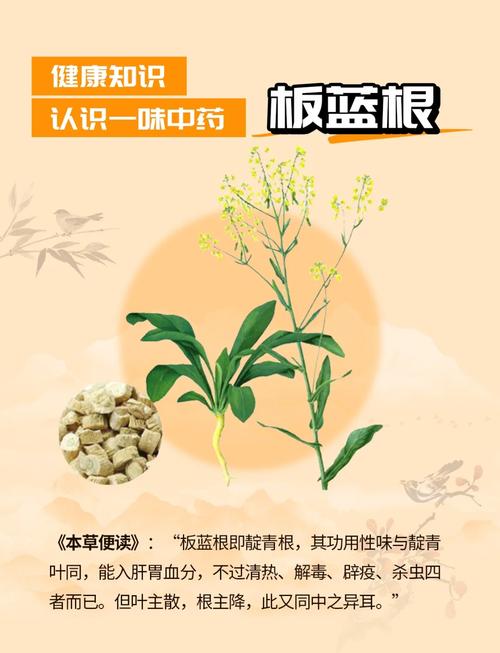 狗狗上火了喝板蓝根吗