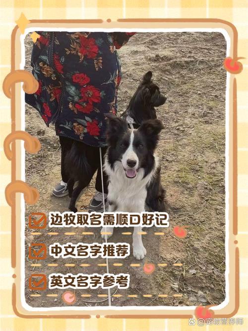 我养了一对黑白色的边境牧羊犬,想给它们起一对的名字,该怎么起,显的既...