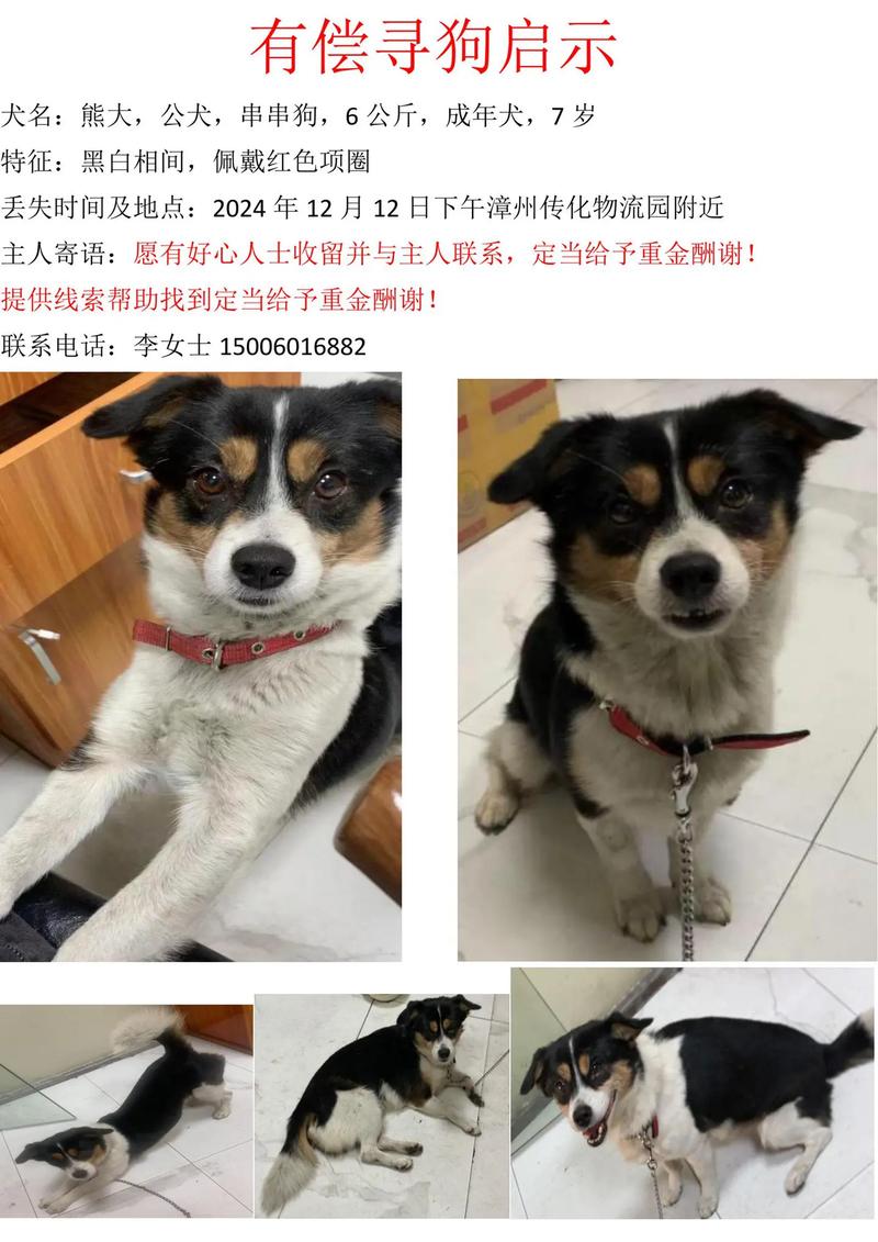 黑白相间的小狗狗取什么名字好呢