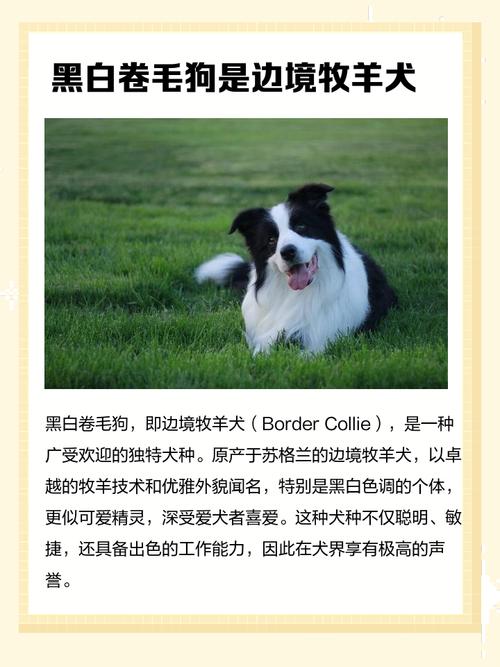 黑白狗叫什么名字好听