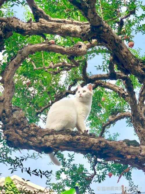 两个月的猫能吃石榴吗