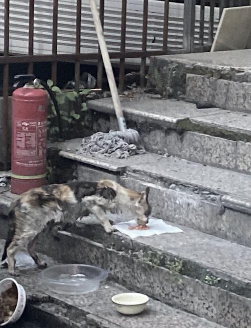 猫吃了一粒石榴没事吧