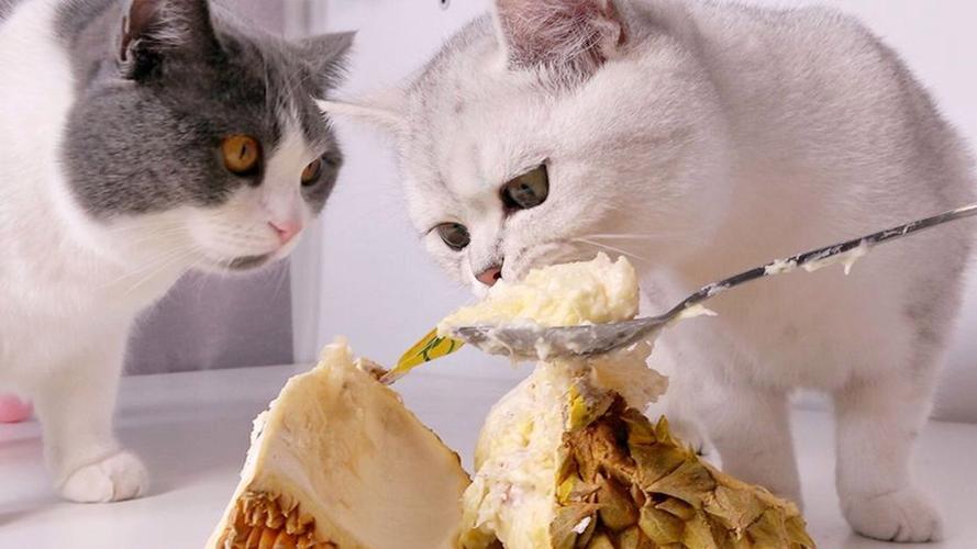 猫咪可以吃石榴吗