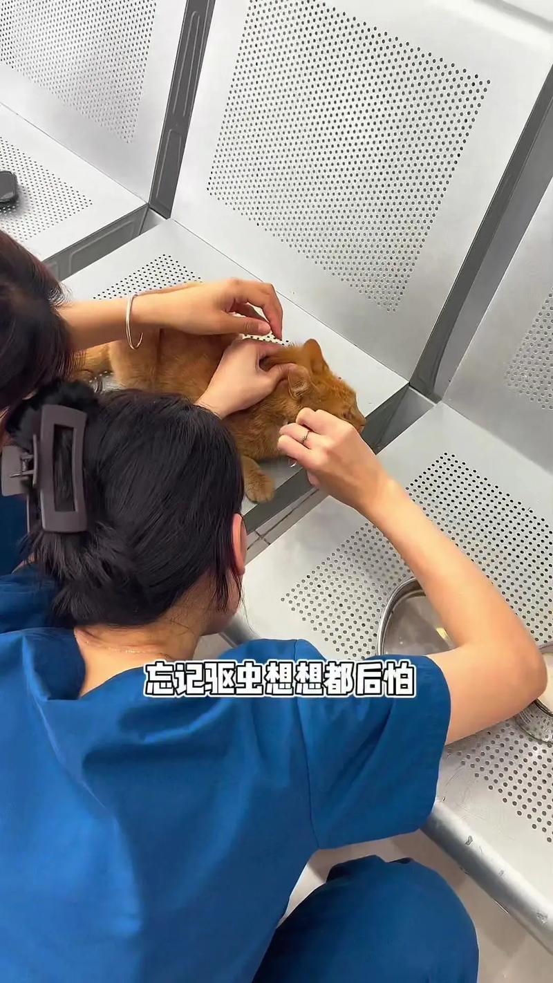 博来恩猫外驱虫的正确方法