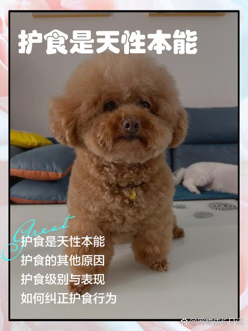 过年宠物寄养在宠物店好处与坏处