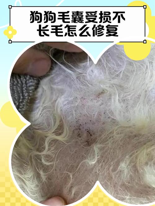 狗狗毛囊受损不长毛怎么修复