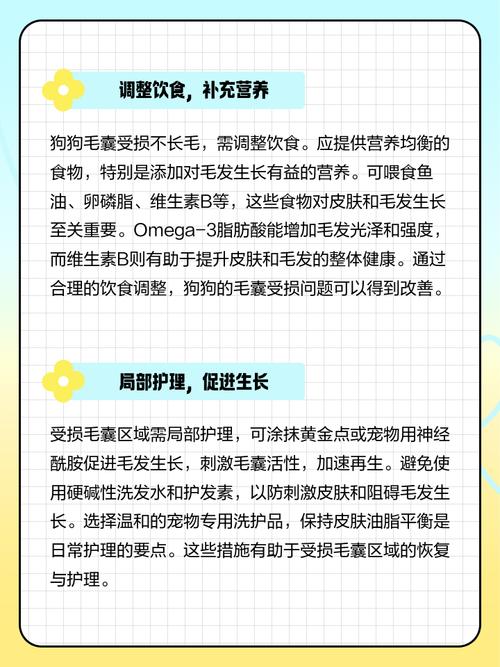 狗毛囊受损怎么修复