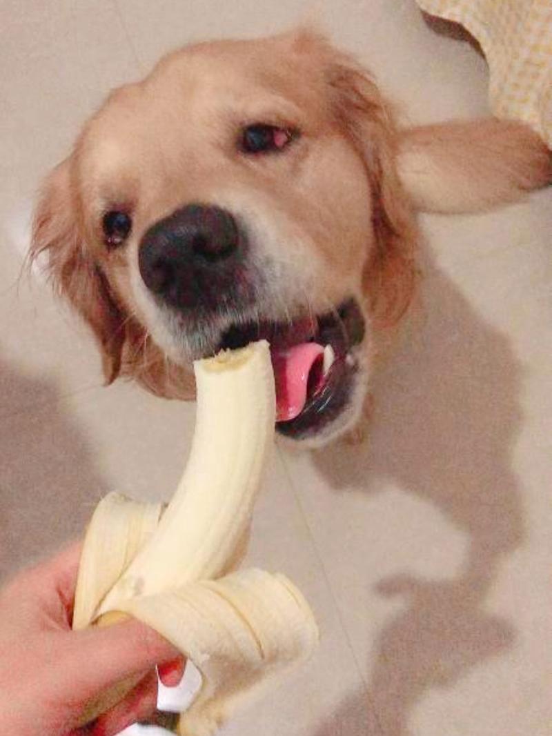 狗狗可以吃香蕉吗?