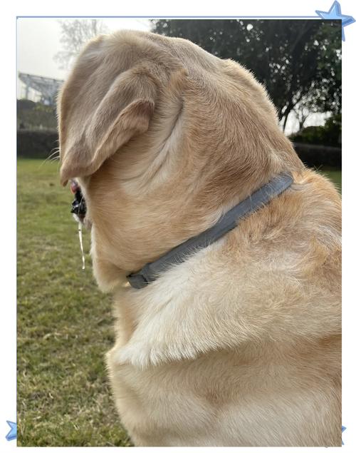 狗狗驱虫项圈真的管用吗