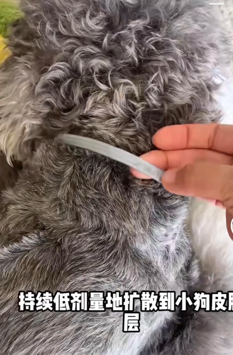 狗狗项圈为什么能消灭跳虫