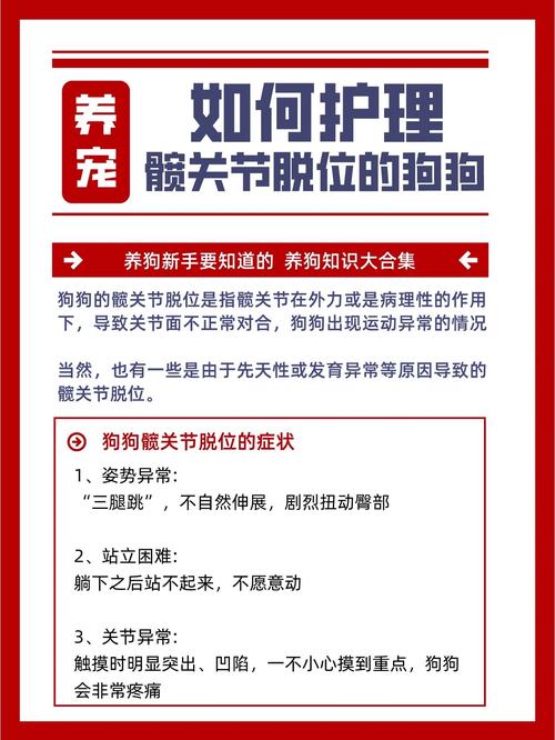 小狗股骨头错位怎么办