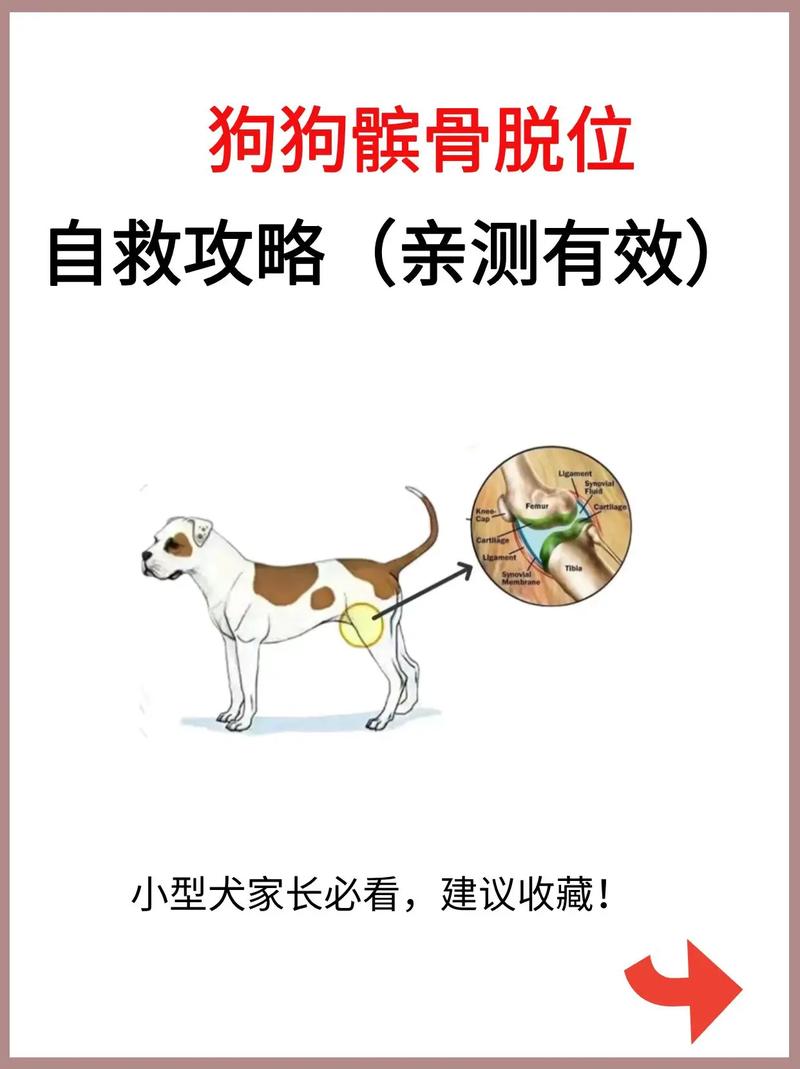 我家小狗,脱臼了,或者是骨头错位,可以自愈嘛?