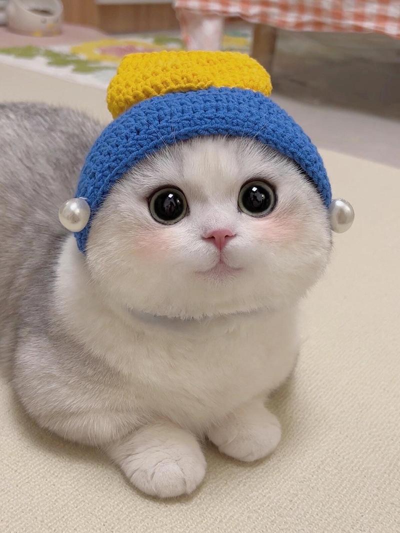 什么猫最可爱