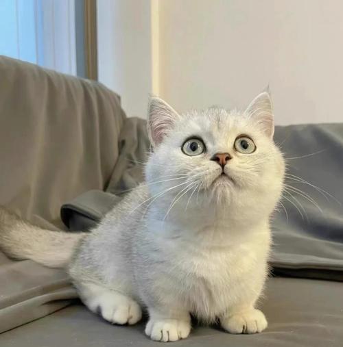 什么猫好养而且不贵还听话又可爱,不掉毛?