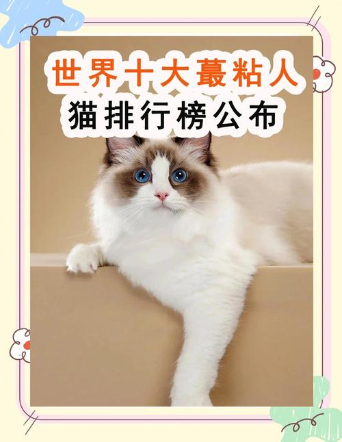 什么猫猫最可爱?