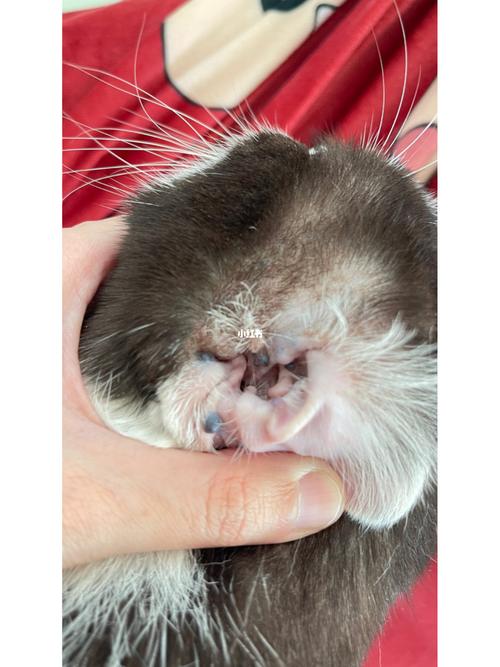 猫咪耳朵上有黑色点点是怎么回事?