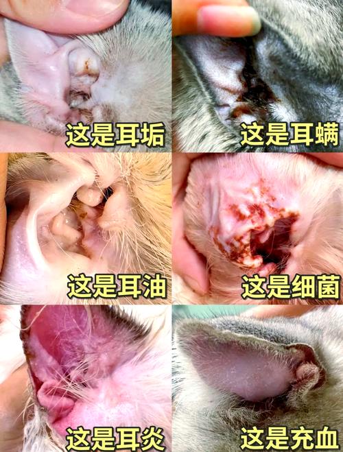 猫耳朵上有黑点