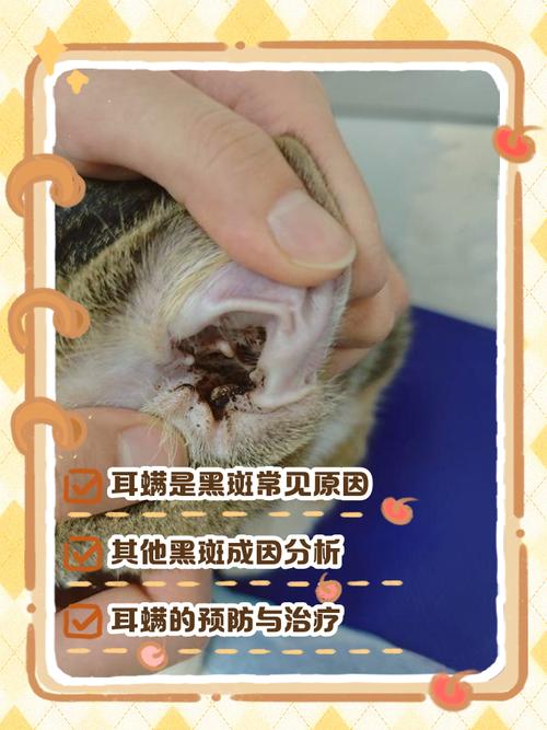 猫咪耳朵边缘有黑点是耳螨吗
