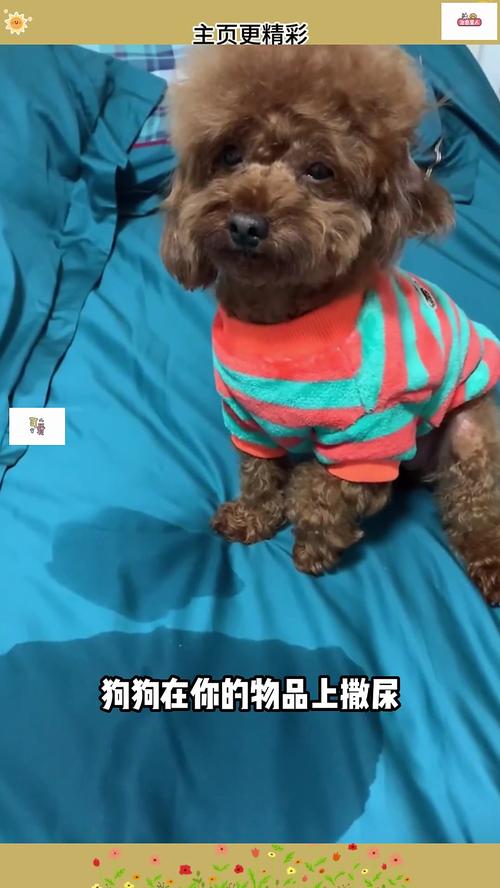 怎么知道狗狗冷不冷