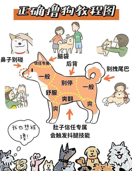 知道狗狗冷不冷摸哪里