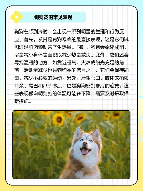 怎么才知道狗狗冷不冷