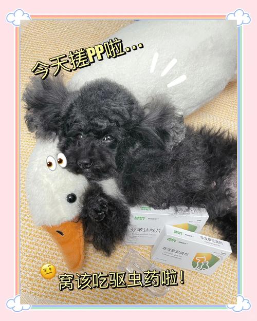 狗狗驱虫药怎么吃啊?