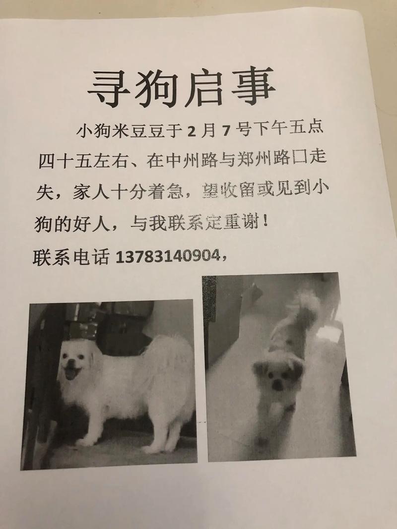 狗多远的路可以找回家