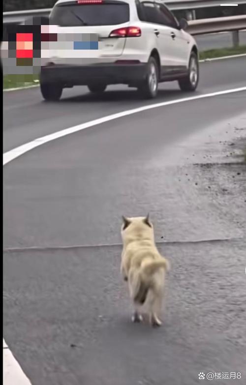 把一只狗放到多远的地方,狗还会找到家?
