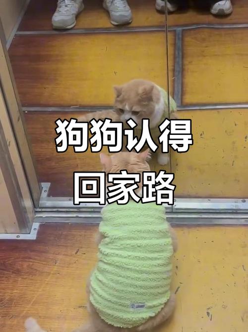 ...之后就没找了,请问狗认识回家的路吗会自己回家吗?