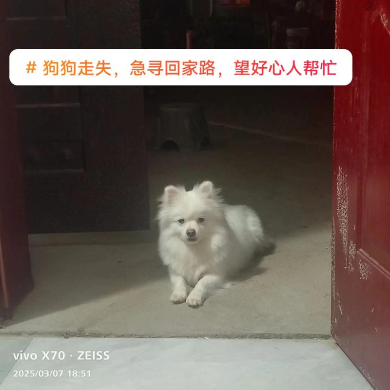 狗狗死后埋的远,头七能认识回家的路吗?