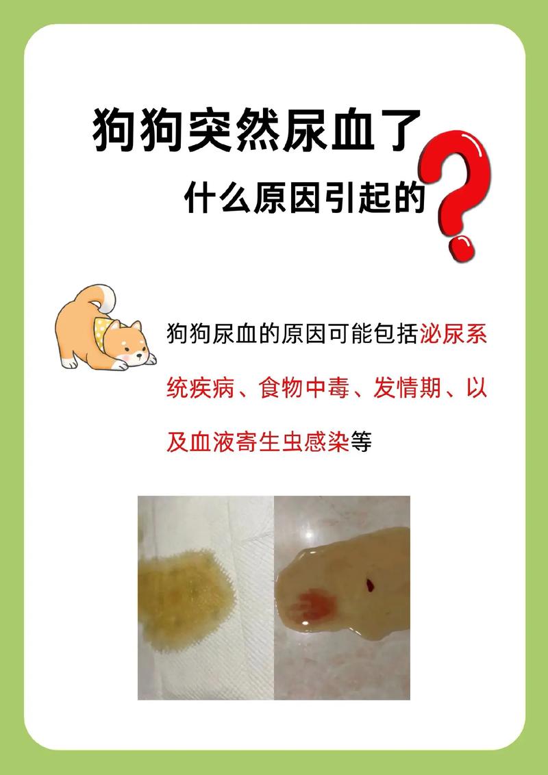 狗狗尿里带血怎么回事