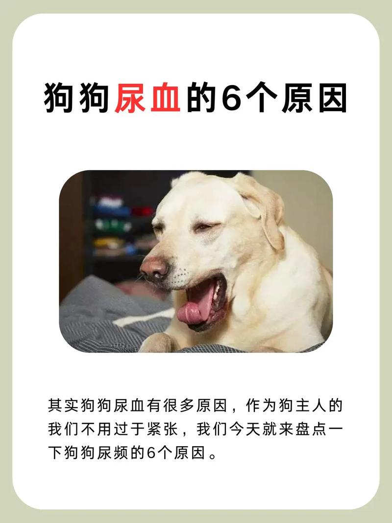 狗狗尿里有点血怎么办?