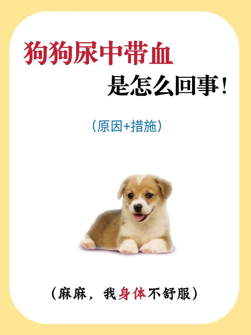 狗狗撒尿带血怎么回事