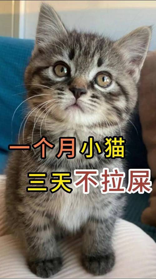 猫咪已经好几天不拉屎了!!!宠物猫3天没有排便,宠物猫便秘三天不排便...
