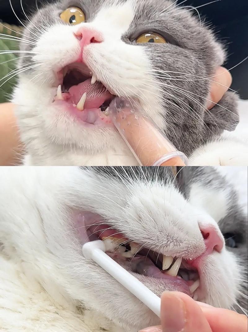猫咪不刷牙可以吗?真的有必要给猫刷牙么?