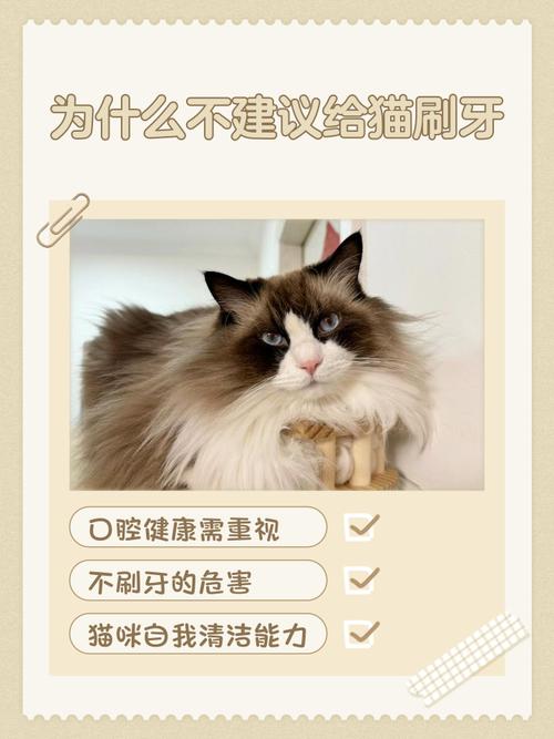 猫多大开始刷牙