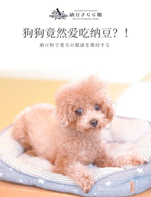 狗狗为什么不能吃豆