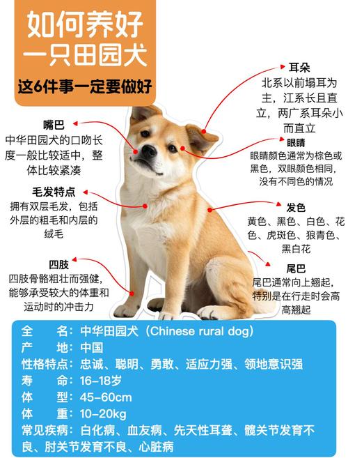 养土狗的最佳方法